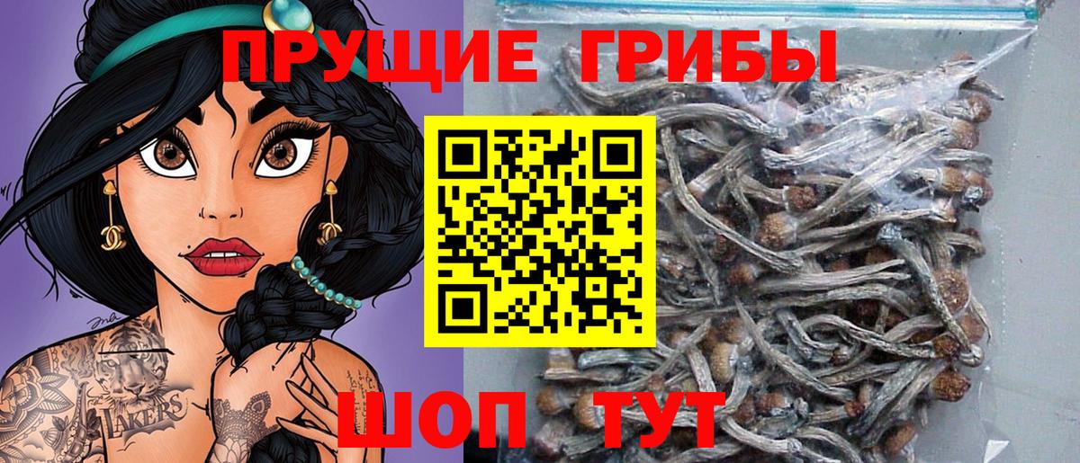 Галлюциногенные грибы Psilocybe Унеча